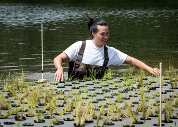 environmental science student works with floating raft of plants in Mason Pond