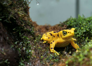 Yellow frog in natural habitat