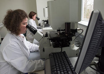 Researchers in lab look through microscopes