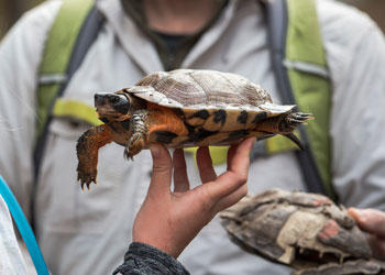 Researchers examine wood turtles 