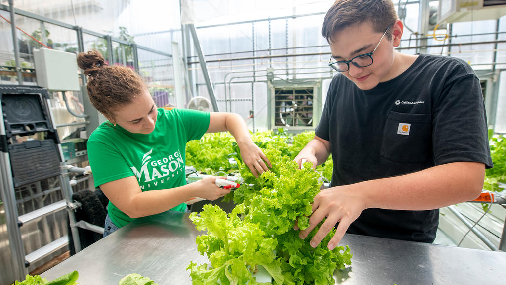 Two students examine a leafy lettuce like green inside the President's Park greenhouse. One student holds a spraybottle they are preparing to use on the plant.