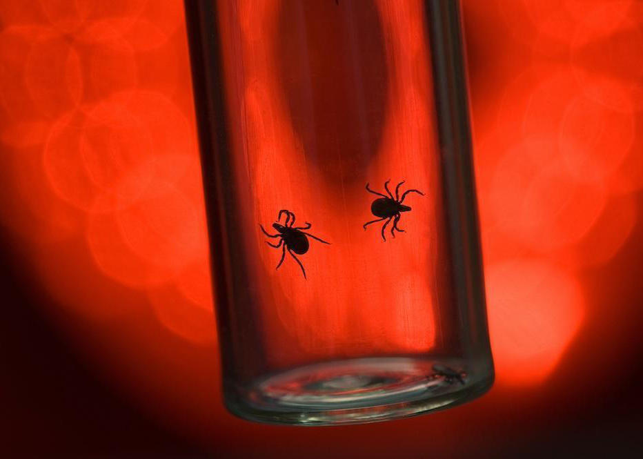 ticks in a jar with a red light behind