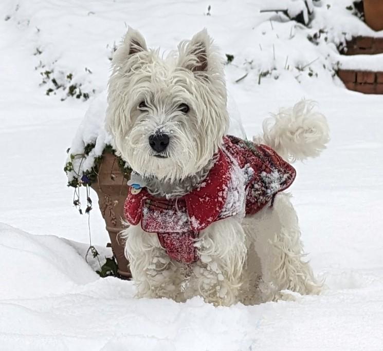 White dog wears a sweater in the snow